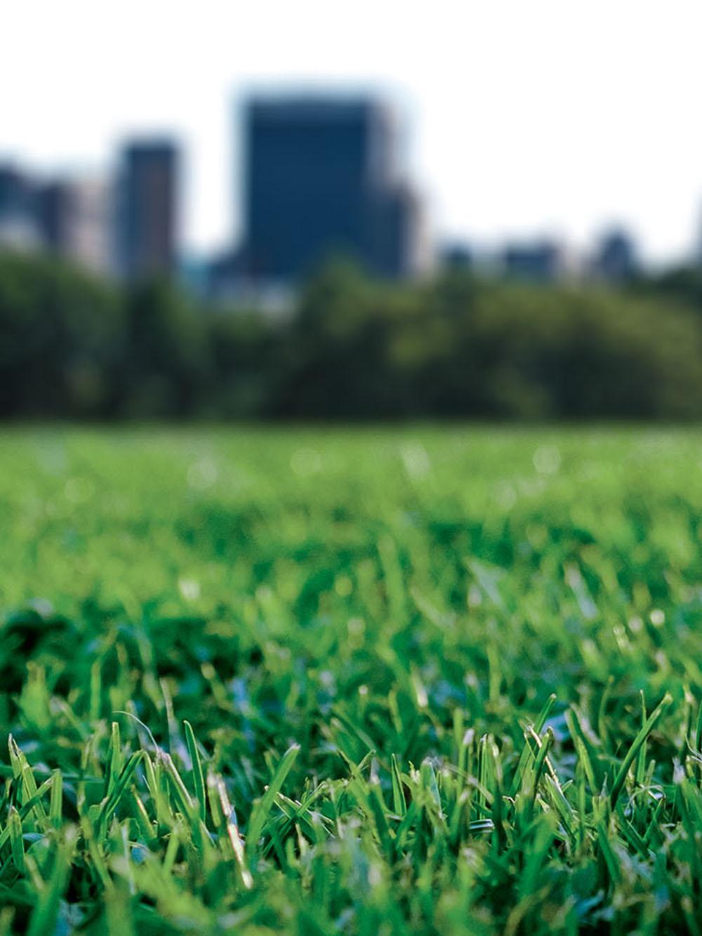 Quick-2-Gro Turfgrass Mix